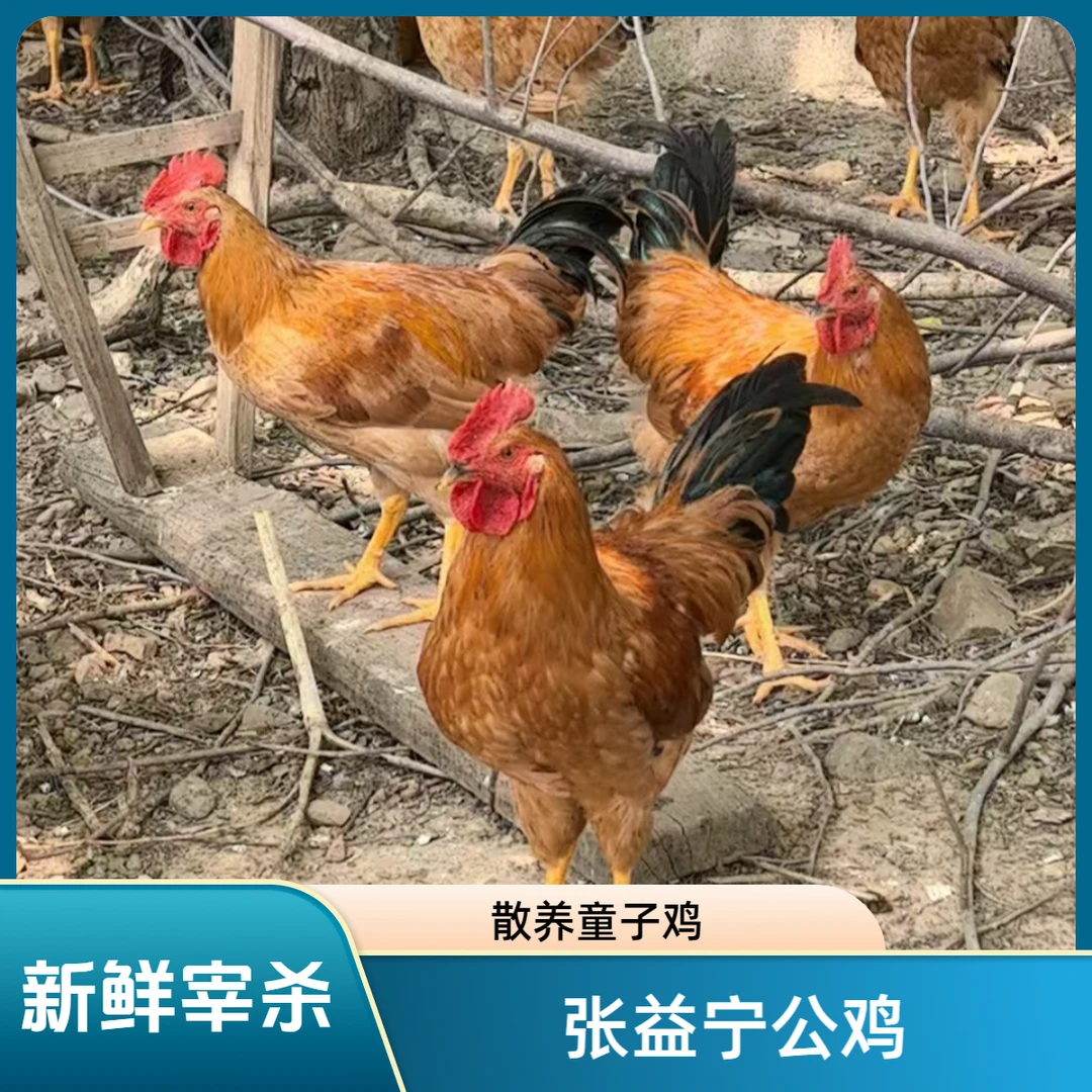【张益宁童子鸡小公鸡白切鸡辣子鸡散养皖南土鸡三黄鸡新鲜宰杀鸡