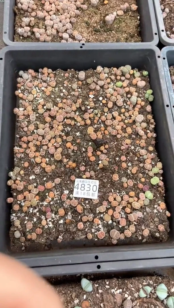 4830特价丽虹玉框有疤瑕疵带土不带盆发货