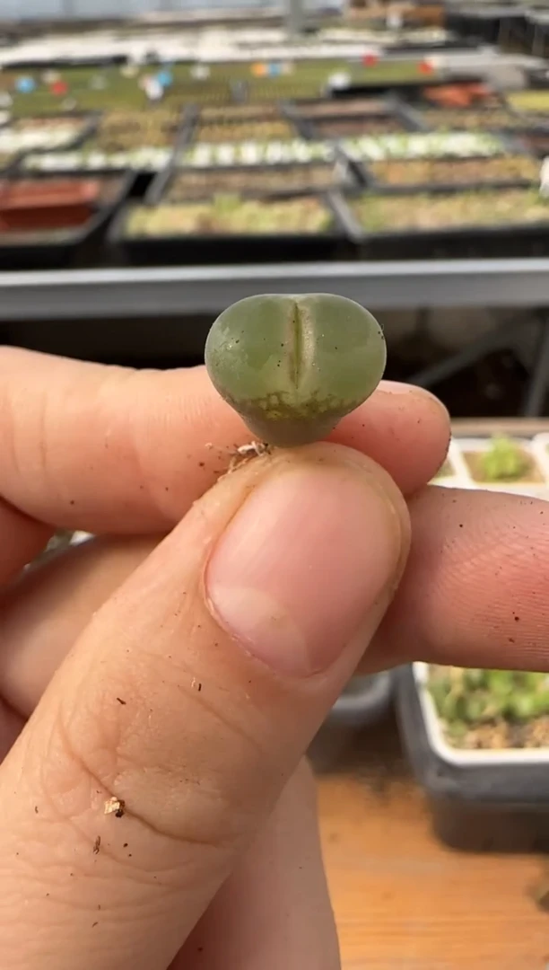 【闪购商品】14-40