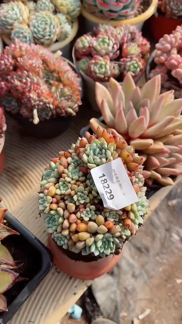 【闪购商品】18229