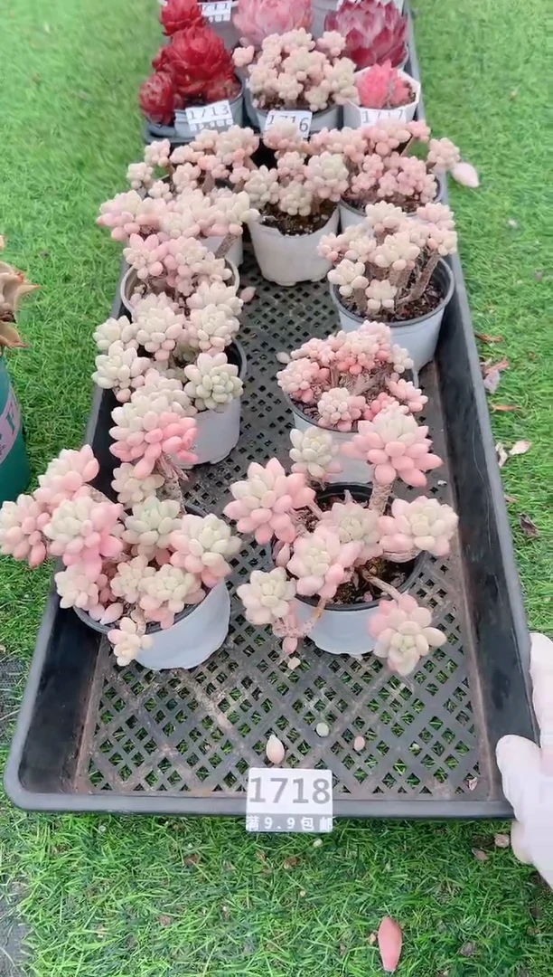 【闪购商品】信福多肉洛可可量拍