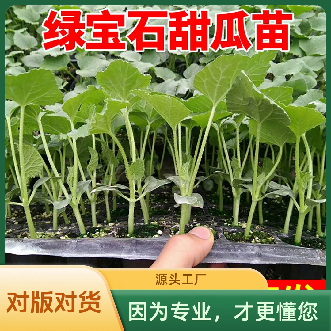 高产蔬菜四季西瓜甜瓜甜瓜瓜苗水果甜瓜甜瓜西瓜秧苗