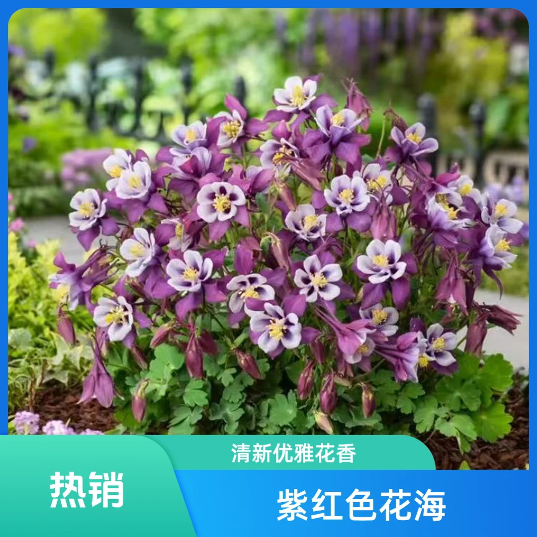 耧斗菜盆花开花耐寒阳台庭院春天露台种植植物