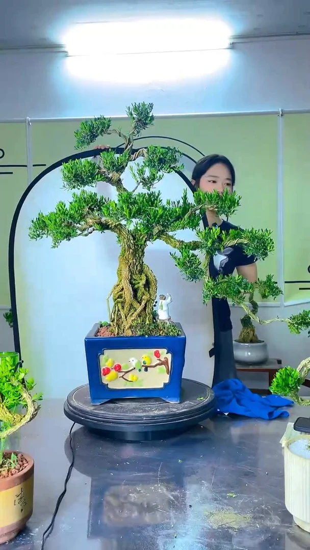 不开花植物广东雀舌皱皮黄杨高提根悬崖桩