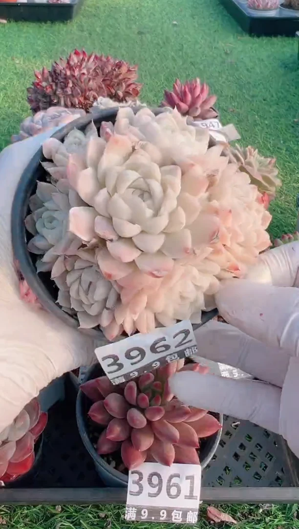 【闪购商品】信福多肉一物一拍