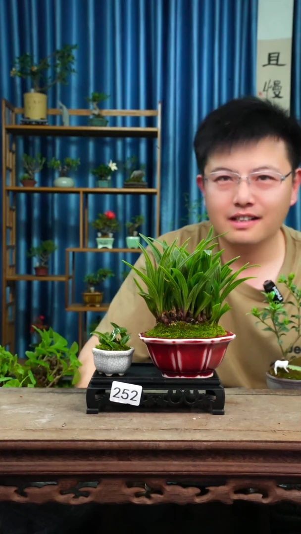 无花朵苔藓微景观252号