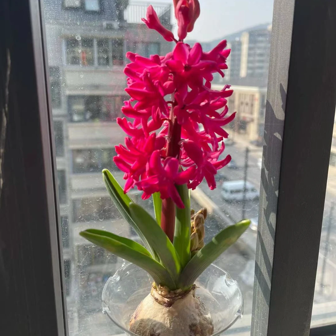 【一品花集】【简伯斯】水培风信子 云南昆明基地发货家用鲜花