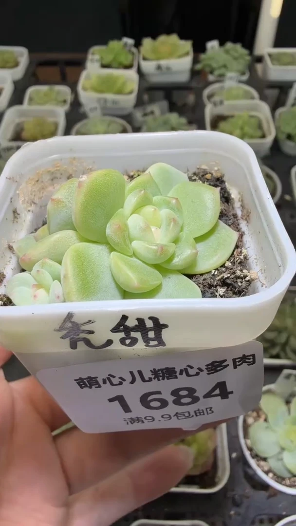 1684  T秃多肉植物