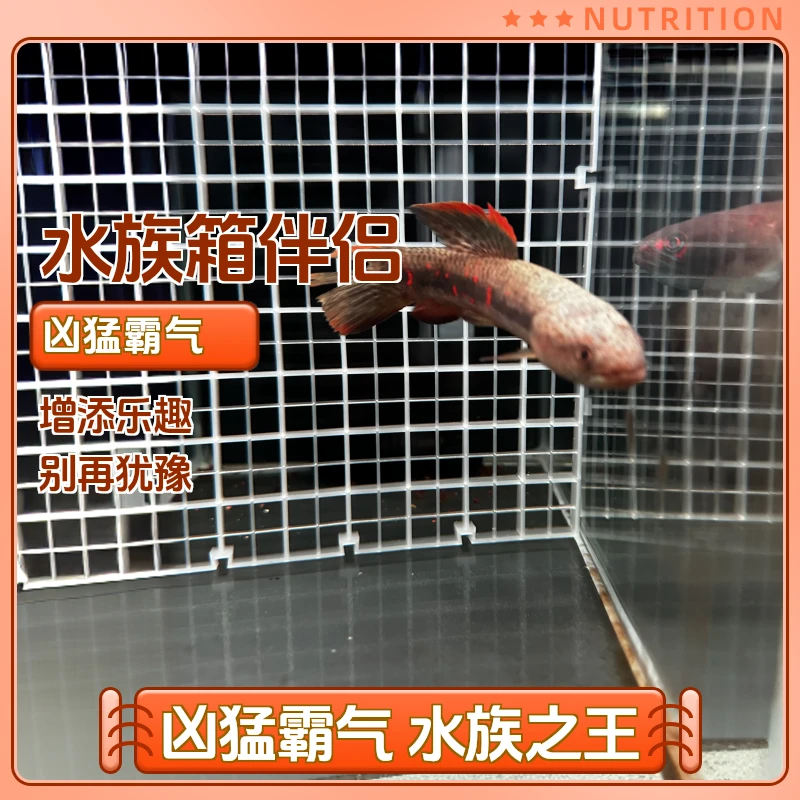 牙鱼观赏鱼蛇头活鱼七彩凶猛观赏红月鱧雷龙