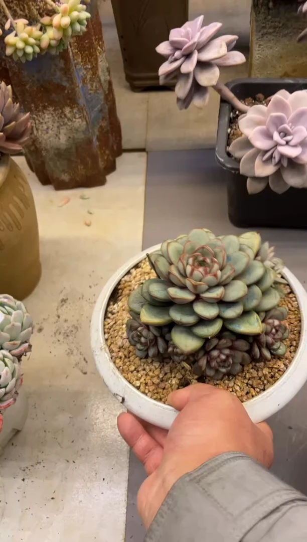 【闪购商品】112葡萄