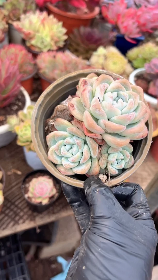 入*多肉植物一物一拍20276