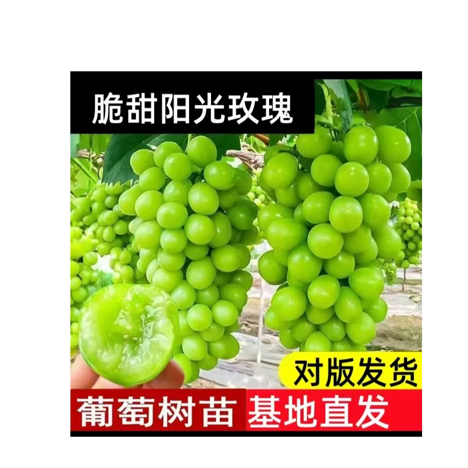 精品葡萄阳光玫瑰巨型树苗盆栽地栽南方栽北方种原盆原土发货