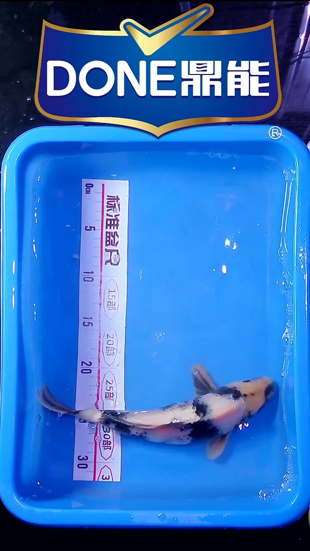 海水鱼锦鲤直播间菁选 对版发货 26号