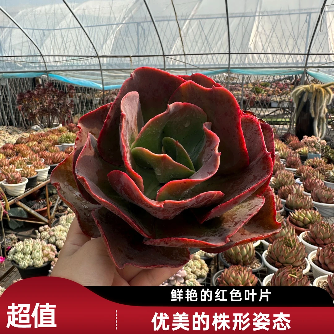 精品多肉  大叶秀妍 好种好养 买一送一带盆带土