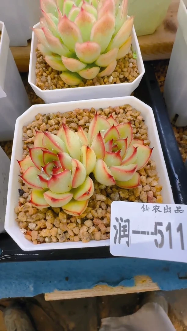 润—511—仙农（荷）