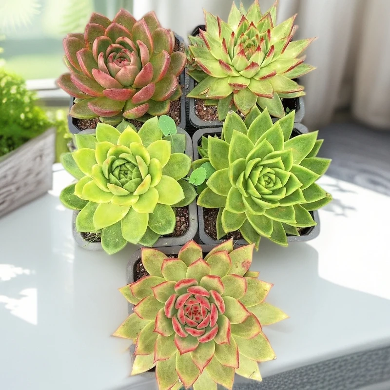 【冬云SP】  多肉植物    新手好养  基地直发适合阳台庭院养护