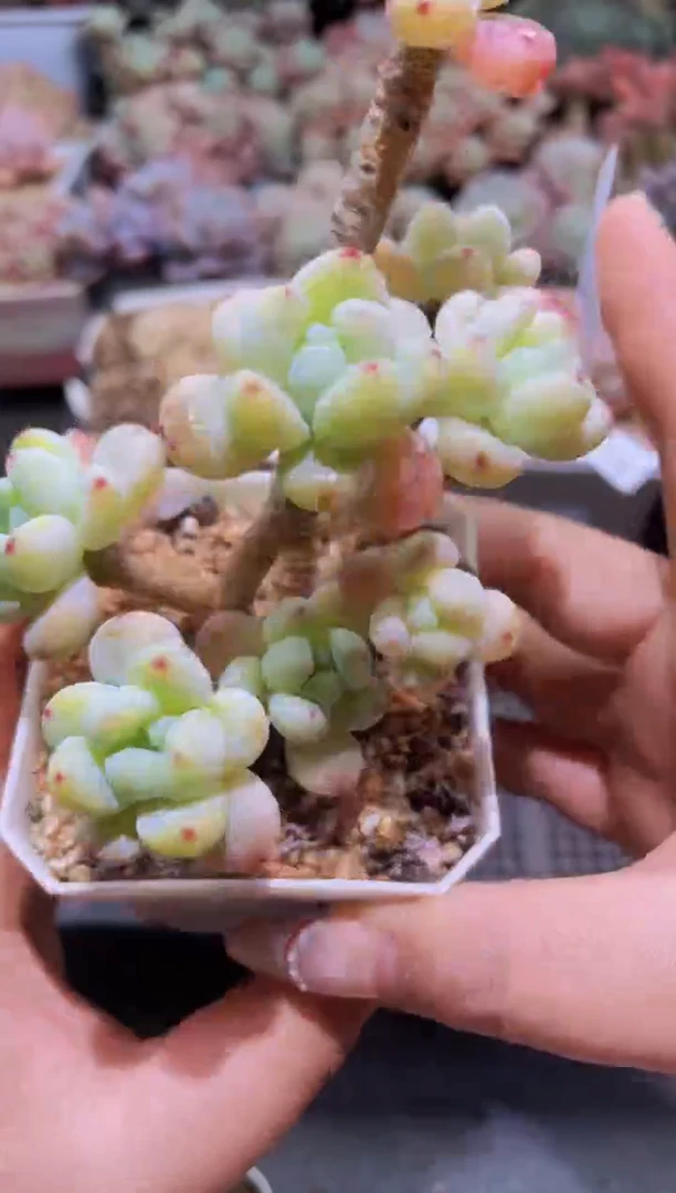 【闪购商品】467罗琦