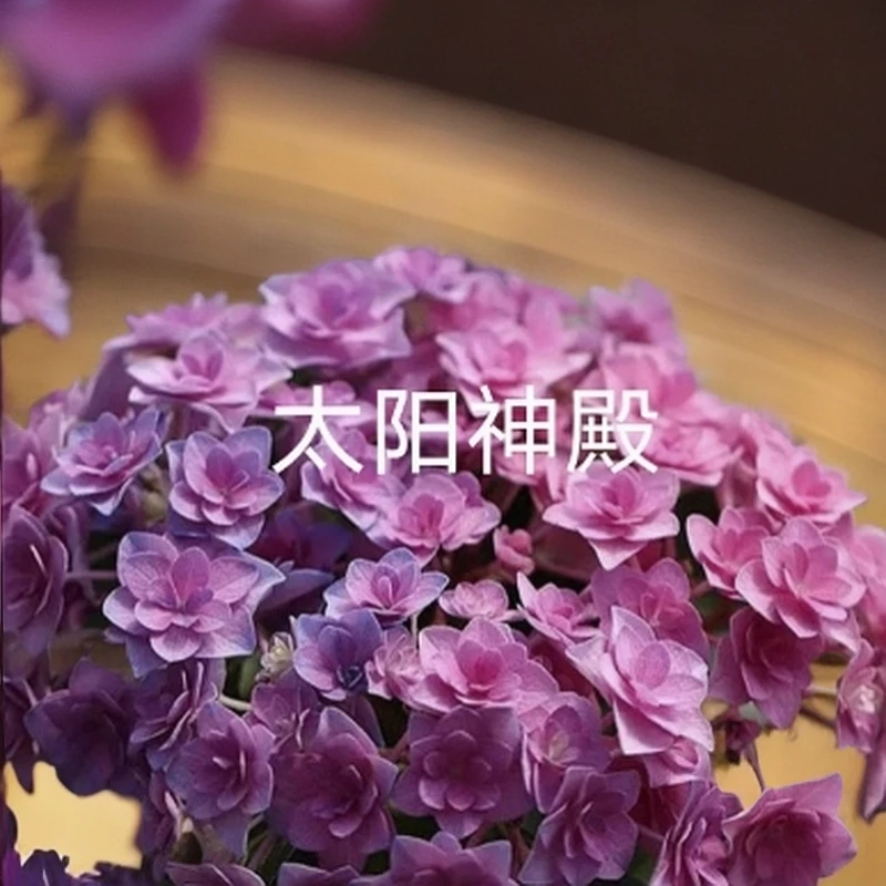 大花绣球太阳神殿新老枝开花粉色重瓣阳台庭院地栽大花球耐寒耐旱