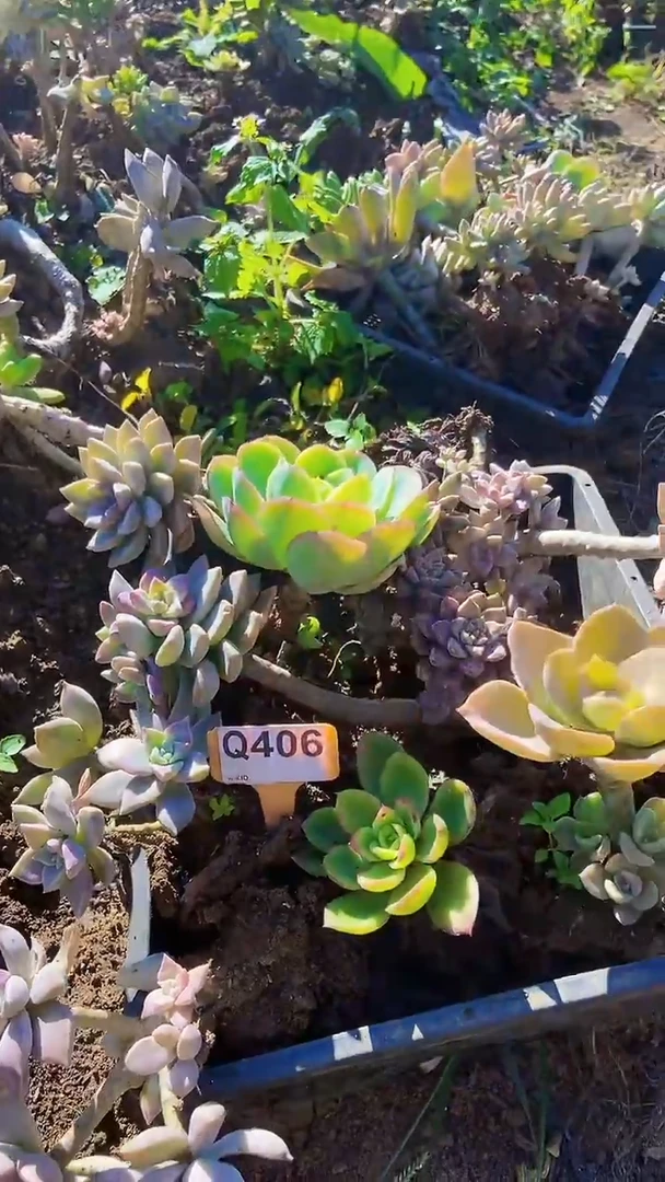 Q406地拍多肉枝头组合默认脱土发货