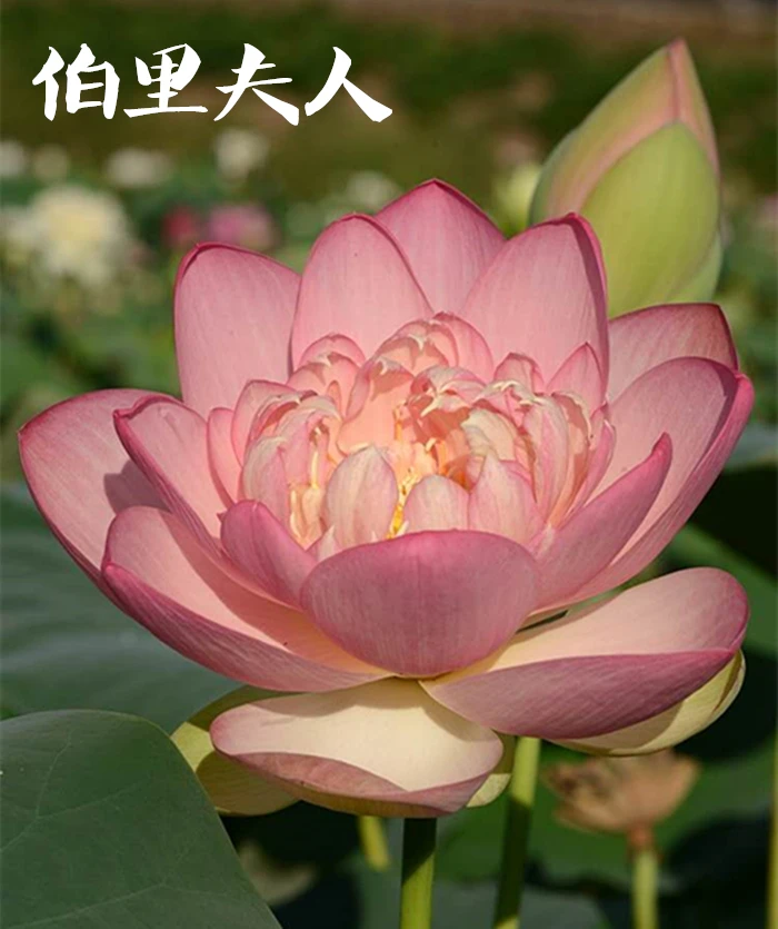 （伯里夫人）中大型精品观赏荷花种藕池栽盆栽高品质造景庭院池塘