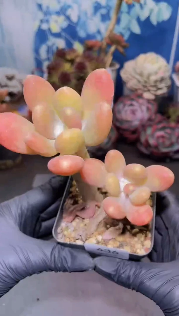 【闪购商品】436芒果奶