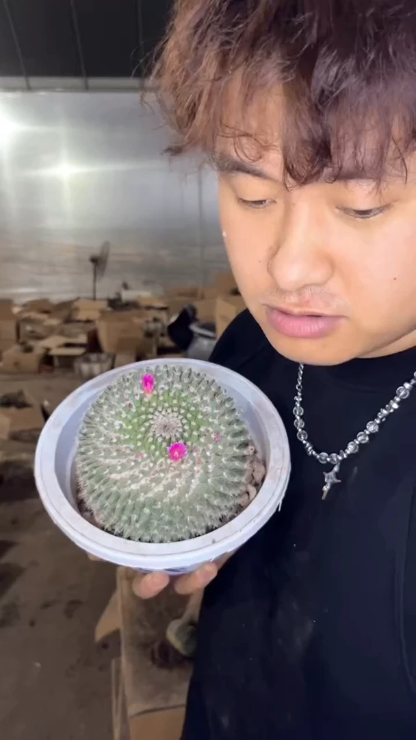 大单头 玉翁【实生根】7-9cm