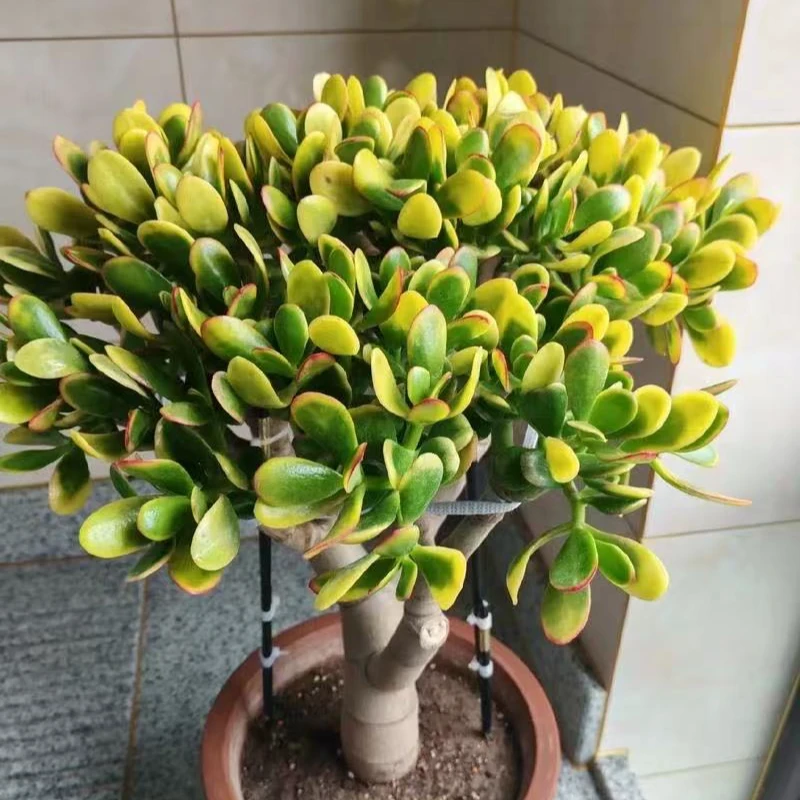 新花月锦【云贵精品多肉】新年好寓意  高度20  满20.0包邮