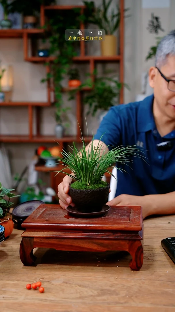 不开花植物米*虎须628