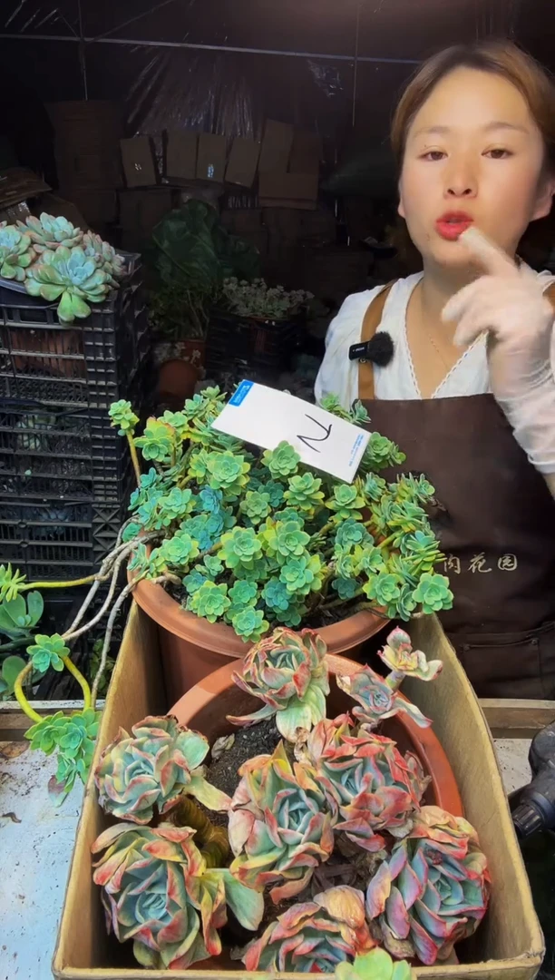 5号一物一拍默认微瑕不售后