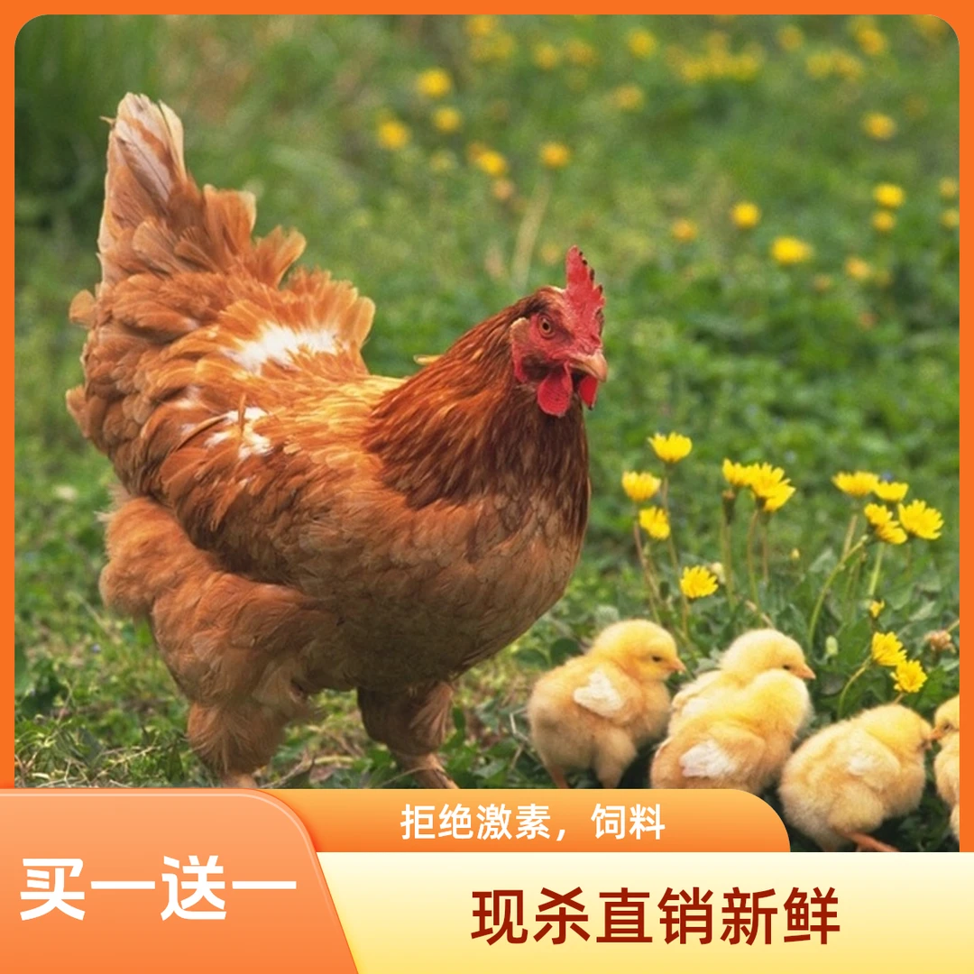 果园散养黄油老母鸡拍一发二鲜活现杀基地直销鸡肉内脏分装发货烧烤食材