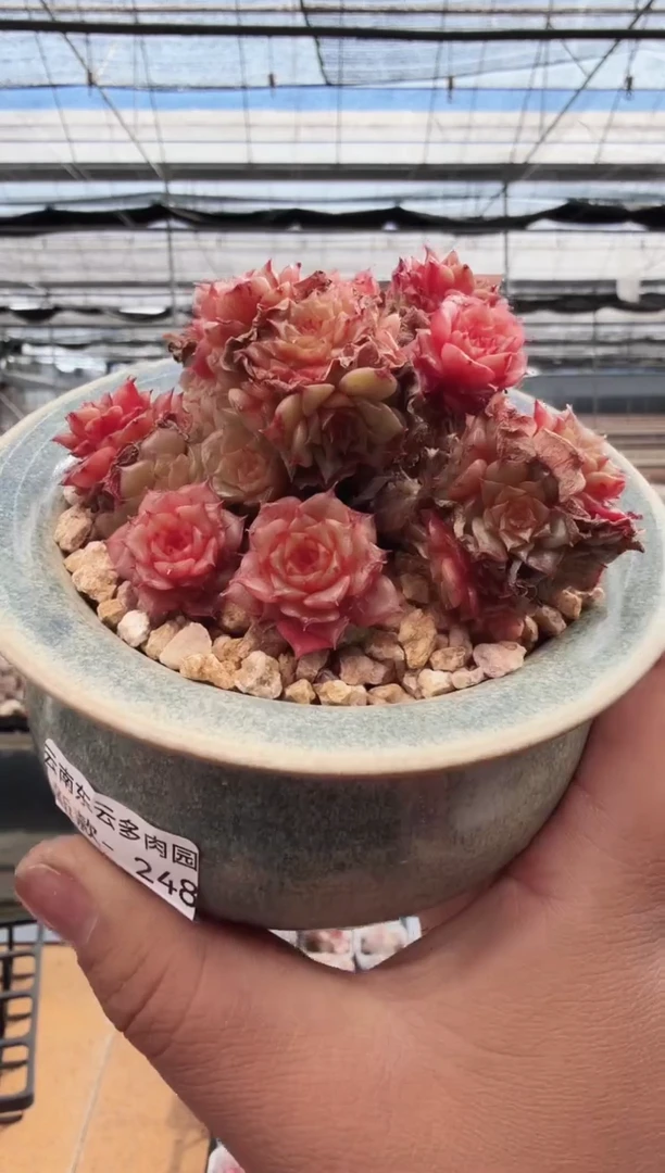 东云多肉园新款-248