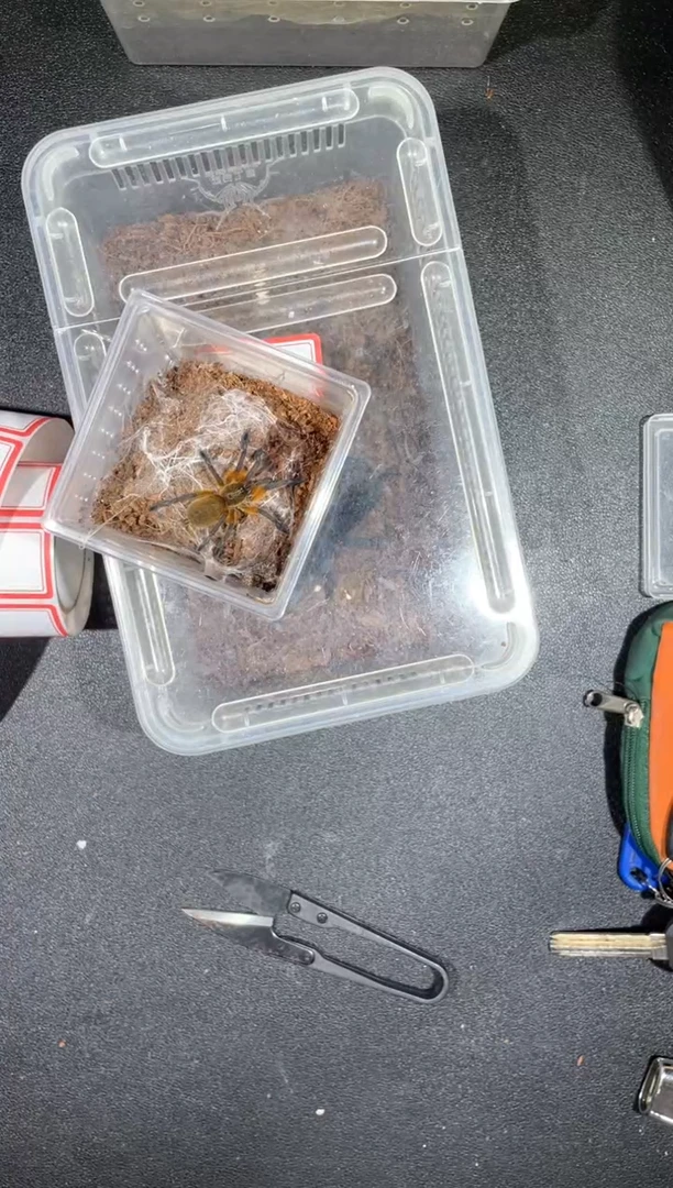 跳蛛蓝腿巴布4-5cm母