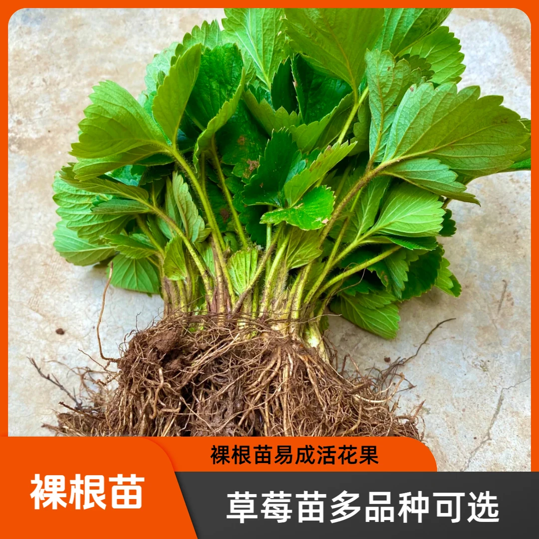 【裸根草莓苗大全】对版四季草莓苗黑草莓红草莓粉草莓白草莓苗盆栽