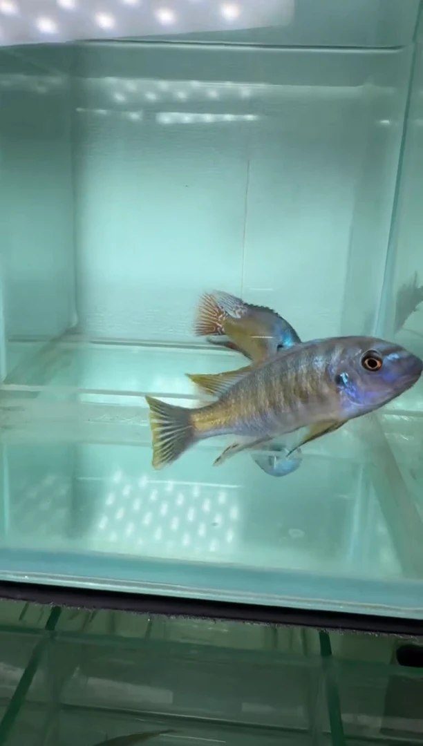 慈鲷鱼三湖慈鲷美系纳坎