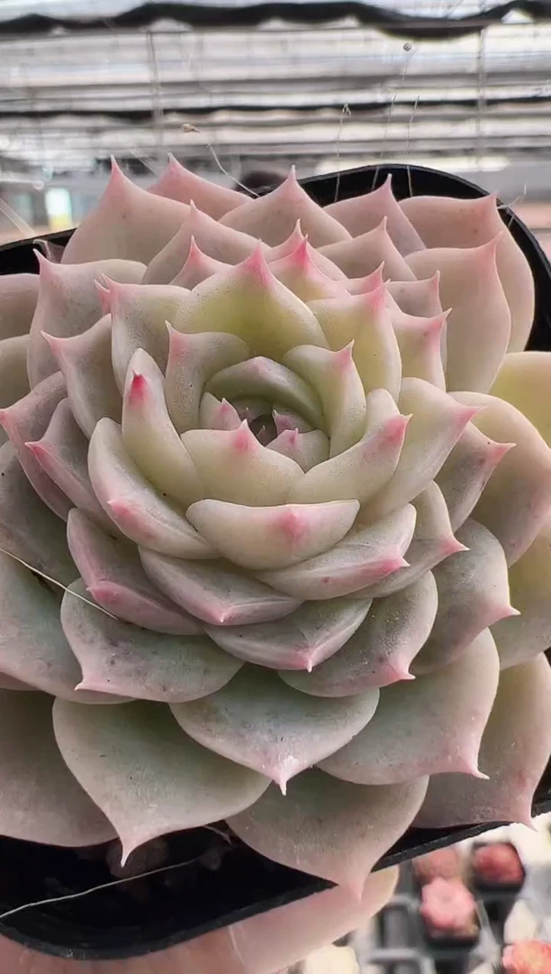 【闪购商品】新款多肉74