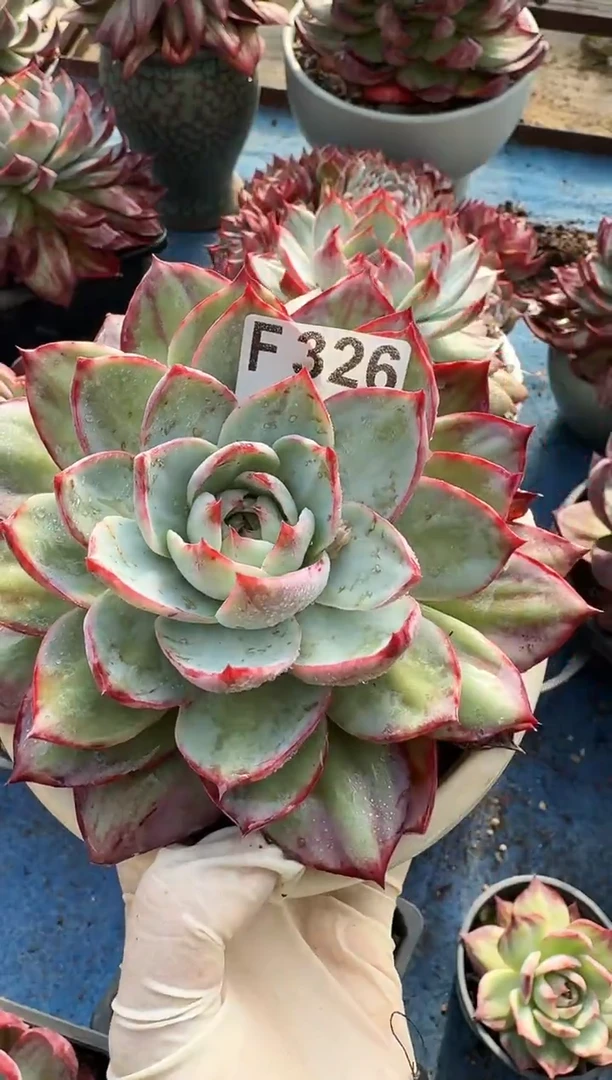 :****࿐F326惊鸿仙子（裸根发货）（微瑕）