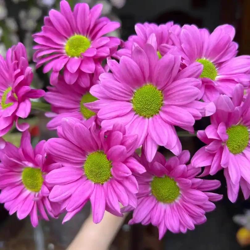 【小雏菊】云南鲜花基地直发鲜切花4单顺丰冷链包邮到货退运费