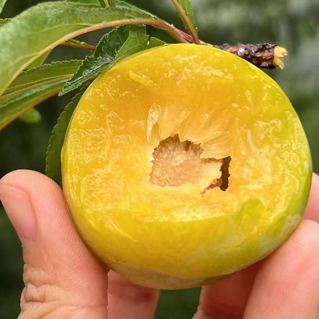 【陈嬢嬢】贵州六马蜂糖李 脆甜爆甜 果园现摘 新鲜发货 应季水果贵州省