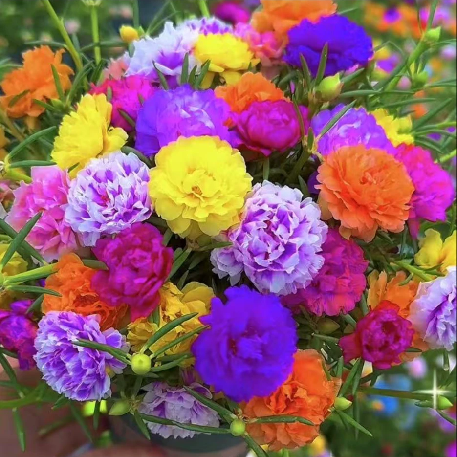 【多色小老桩】重瓣太阳花小老桩 紫红色五颜六色宿根老桩BY20K