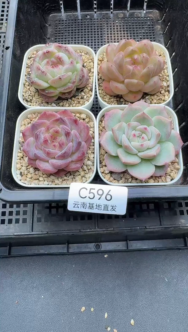 珍妮杂交多肉C596