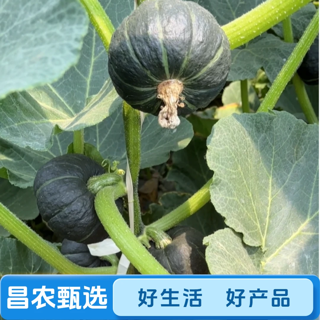 正宗山东潍坊贝贝南瓜，板栗口味，粉糯香甜，老少皆宜