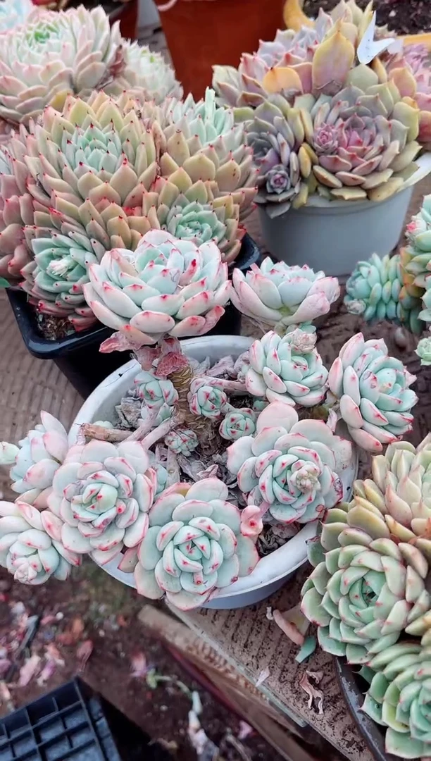 【闪购商品】04285