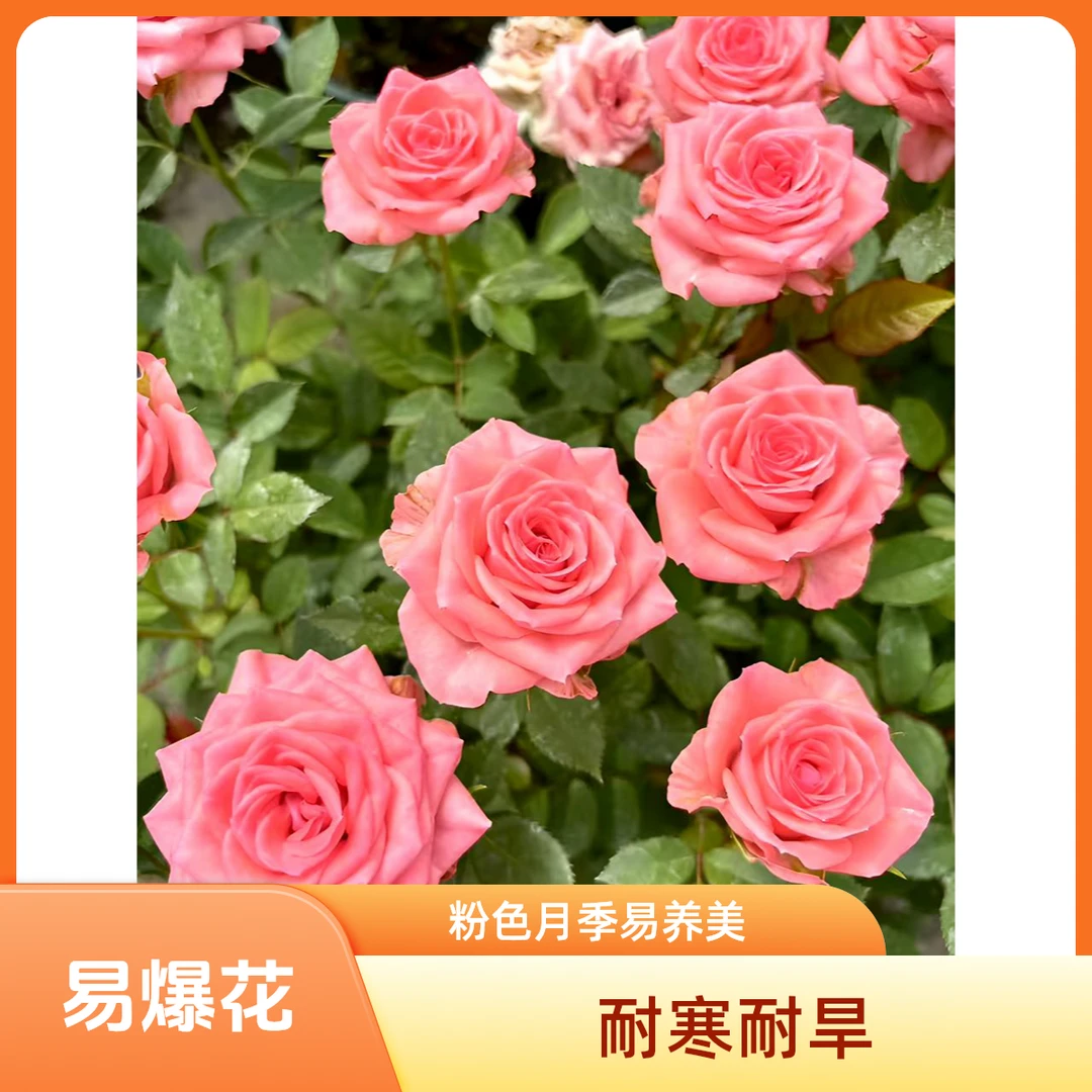 【仙度瑞拉】超长花期丰花勤花耐高温易养庭院阳台地栽超仙观花盆景