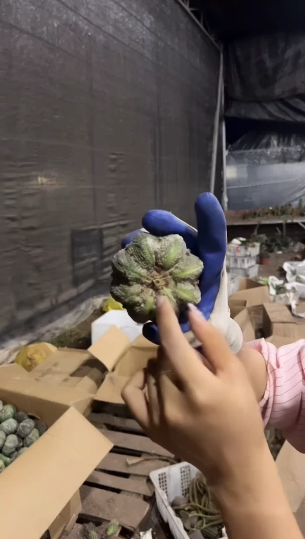 精品无根兜5-8cm 5