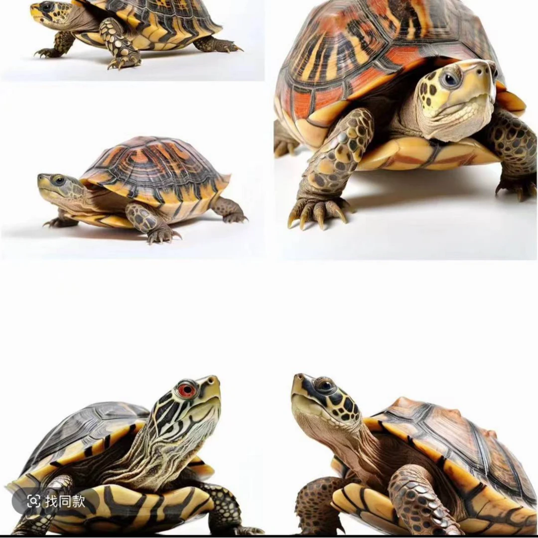 宠觅宠物通用活体链接