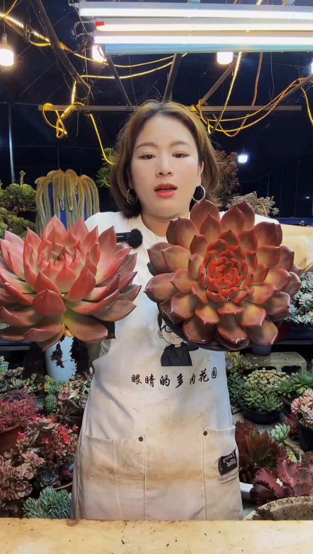 超大单头粉钻脱土包邮