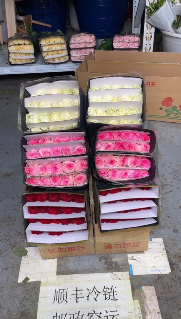 高原红20枝+洛神20枝+白雪山20枝