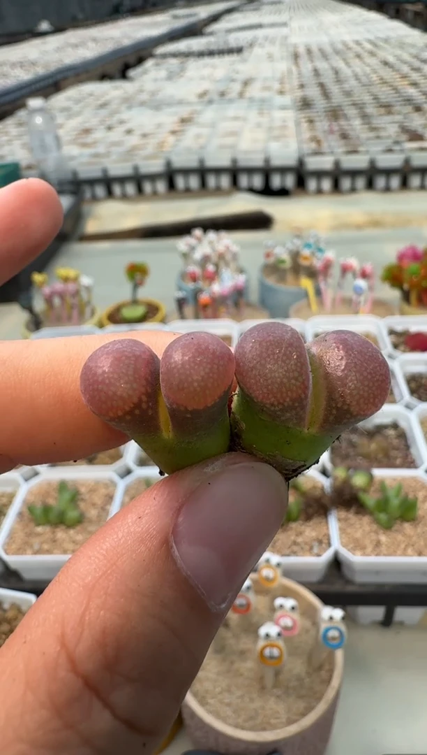 美丽的肉石头846