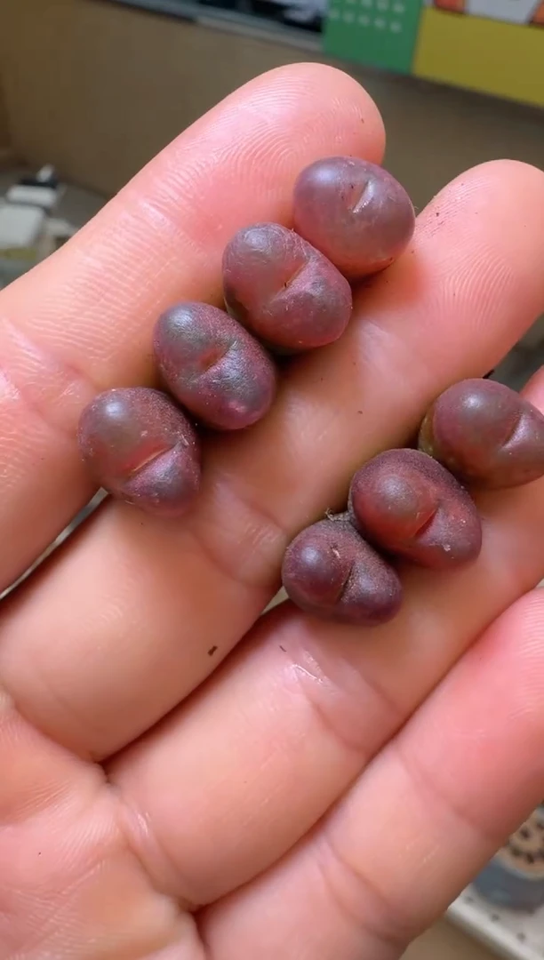 4-29多肉植物肉锥挽霞sp一颗