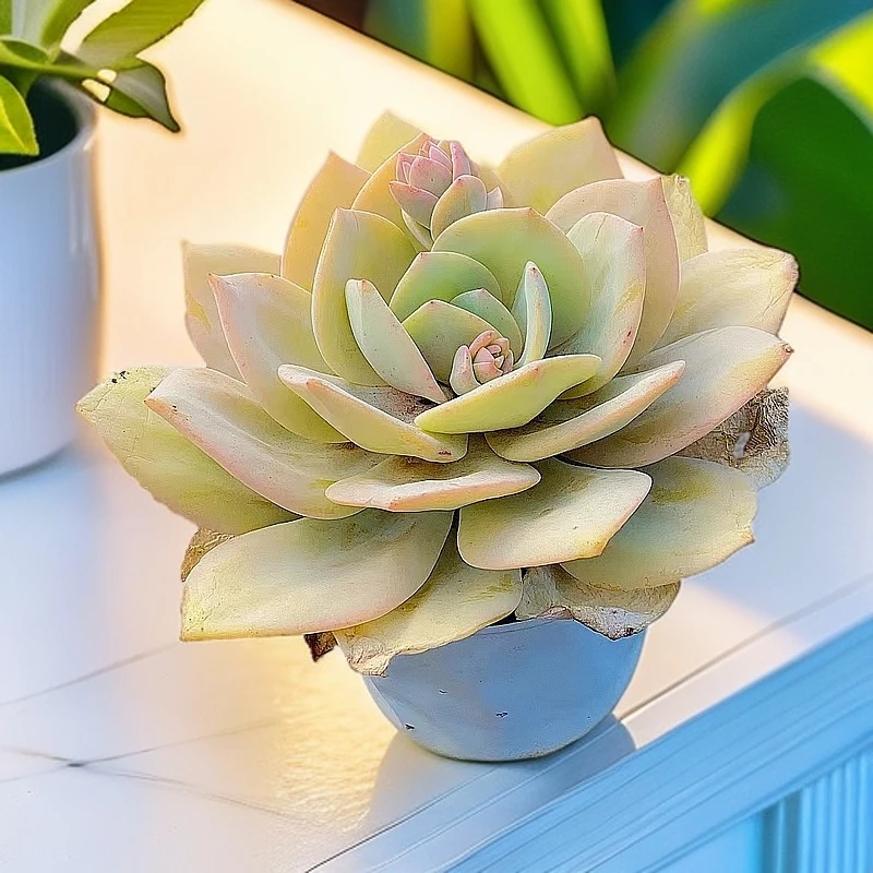 【 抹茶 多肉植物 】带盆土发货 2单包邮 花旦精品多肉 基地